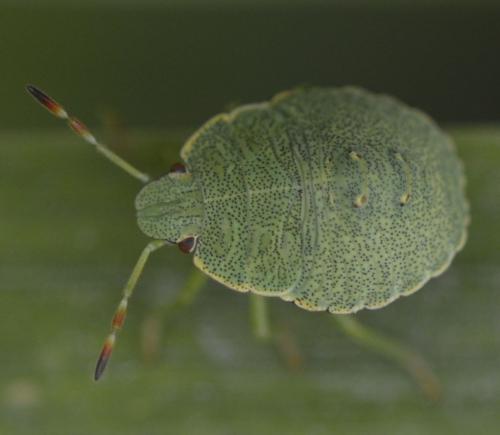 Réf. 243 682 : Palomena sp.